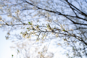 Background of blooming cherry branches in the sunlight...