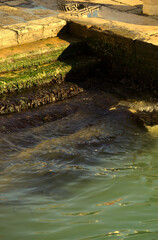 Steps with green algae and rising sea in Venice