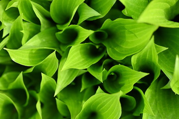 macro texture of a wood leaf , macro bright green leaf texture, leaf veins close-up	