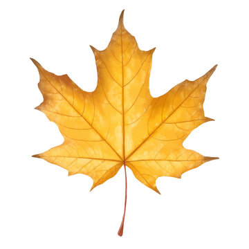 Yellow maple leaf illustration on white background
