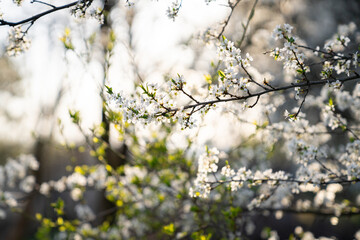 Background of blooming cherry branches in the sunlight...