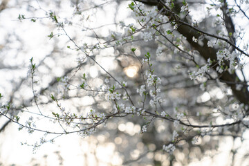 Background of blooming cherry branches in the sunlight...