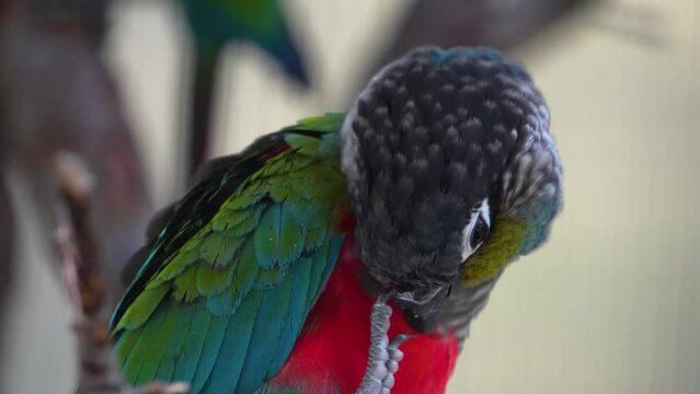 Close up of a parrot sitting on a branch and grooming it self