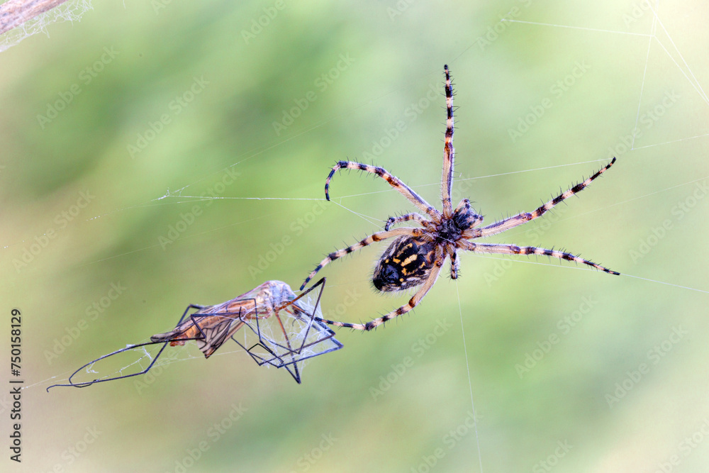 Wall mural a garden spider captures prey in a web. macro..