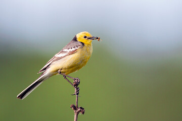 Western yellow wagtail, Motacilla flava. The bird sits on the stem of a dry plant