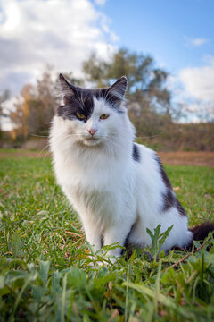 Rustic white cat with black spots on the background of the village