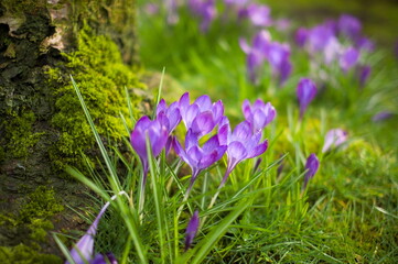 Purple crocus flowers growing near to tree, early spring, selective focus