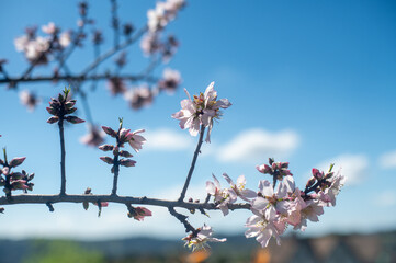 Closeup of an almond tree flower