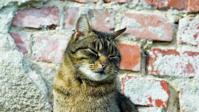 cat portrait 4K slowmotion 