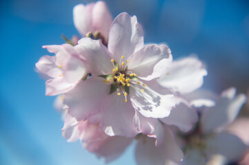 Closeup of an almond tree flower