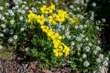 Spring yellow flowers