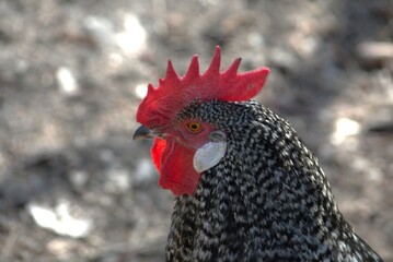 portrait of a black-and-white rooster