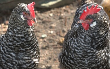 gray speckled chicken close-up outdoors