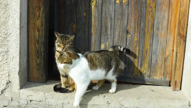 cats lick each other 4K