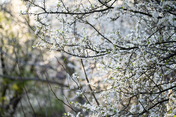 Background of blooming cherry branches in the sunlight...