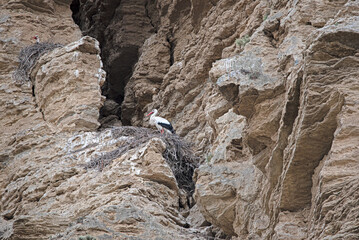 black and white stork with vertical rock background in Falces, Navarra, Spain