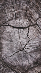 Fototapeta premium Light brown old hard wood with , natural cross-section of a tree for abstract.Vertical seamless wooden background and texture. Backdrop, patterns, space for work, vintage wallpaper, Close up.