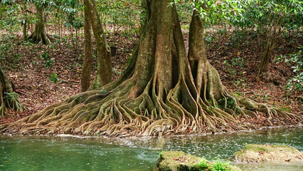 The base of tropical tree with large buttress roots at the edge of a swamp in the jungle of Thailand. - obrazy, fototapety, plakaty
