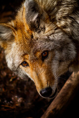 Fototapeta premium Coyote Face Profile Eyes Looking at You, Wisconsin, USA.