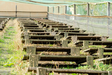 View on stands with many snails on farm