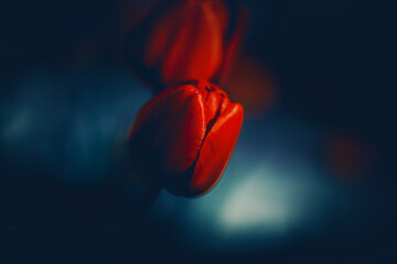 Scarlet tulip flowers bloom at the end of summer, bringing with them the beauty of nature and a sense of romance.