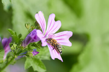 Honeybee on purple flower - 750165518
