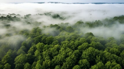 Aerial photo of the forest in fog. Green trees drone view. The beauty of wild nature.