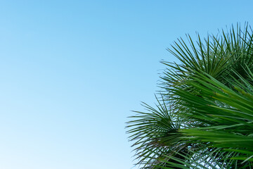 Green palm fronds against a blue sky, providing a serene backdrop with room on the left for text,...