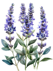 Obraz premium Colorful lavender flowers watercolor illustration isolated 