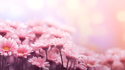 Pink chamomile on a pink background with bokeh.