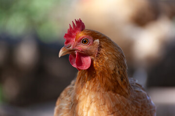 Gallos en el campo, situados en estado salvaje en las colinas.