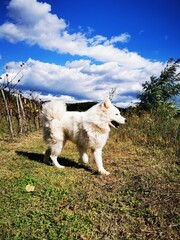 Cute white dog. Siberian samoyed on the meadow on beautiful sunny day