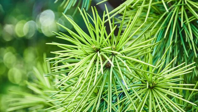 Sciadopitys verticillata, koyamaki or Japanese umbrella-pine, is conifer endemic to Japan. It is sole member of family Sciadopityaceae and genus Sciadopitys, living fossil with no close relatives.