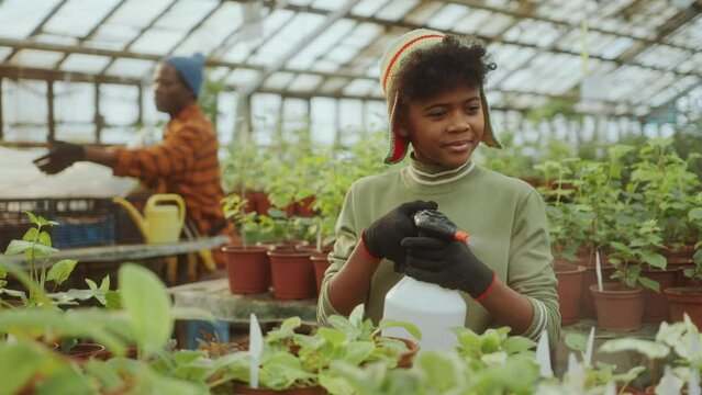 Little African-American boy in gardening gloves spraying plants with water while helping grandfather around greenhouse farm