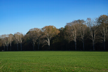 Obraz premium Autumn at Parco Nord, Milan, Italy