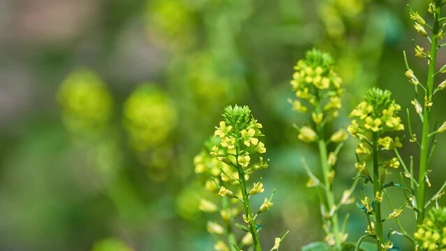 Lepidium virginicum, also known as least pepperwort or Virginia pepperweed, is herbaceous plant in mustard family (Brassicaceae). It is native to much of North America.