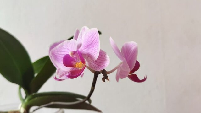 Purple orchid flowers grow in a floral pot. House plant in flowering season.