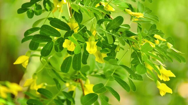 Caragana arboresen Pendula (arborescens), Siberian peashrub, Siberian pea-tree, or caragana, is a species of legume native to Siberia and parts of China .