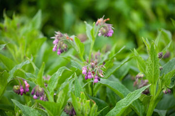 Comfrey (Symphytum officinale). Comfrey has been used in traditional medicine for centuries to treat various ailments.It has: anti-inflammatory, pain-relieving, wound-healing,bone-strengthening effect - obrazy, fototapety, plakaty