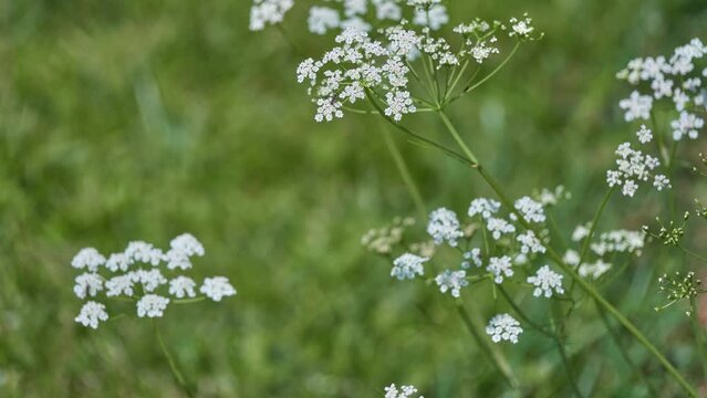 Parsley or garden parsley (Petroselinum crispum)