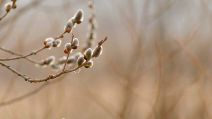 Closeup of a flowering pussy-willow branch in spring