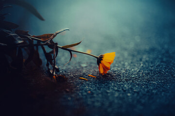 The beautiful yellow calendula flowers fade, dropping their delicate petals onto the asphalt. It is autumn. - obrazy, fototapety, plakaty