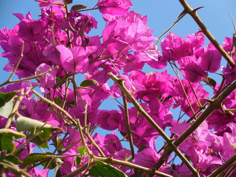flora de Tacna 