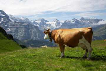 Cows in front of an alpine landscape near Interlaken