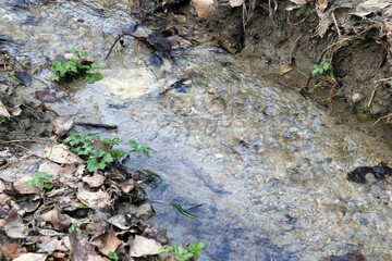 A small river in the spring forest