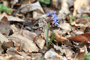 Blue flowers (Scílla) in the spring forest