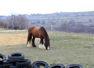 The brown horse on the farm
