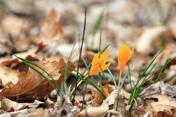 Yellow spring crocus (Crocus vernus) in the forest