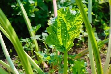Growing rhubarb in the garden. Rhubarb harvest. Gardening
