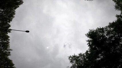 NYC Driving 1862 Trees Up